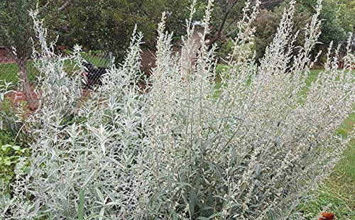 RubyShop724 100S-e-e-ds Silver Sagebrush Artemisia Ludoviciana