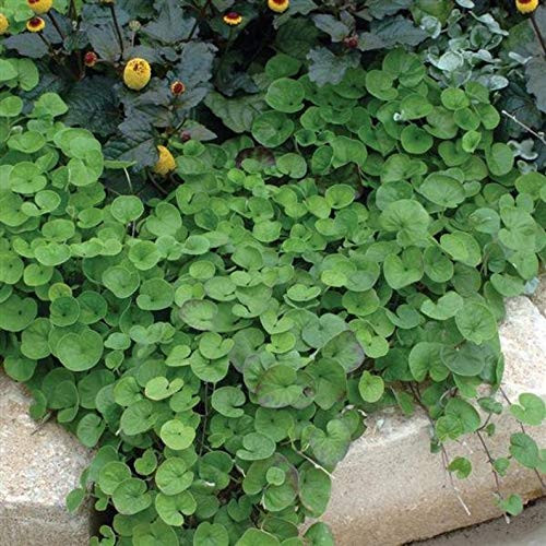 RubyShop724 1000S-e-e-ds Dichondra Repens aka Lawn Leaf Evergreen Ground Cover