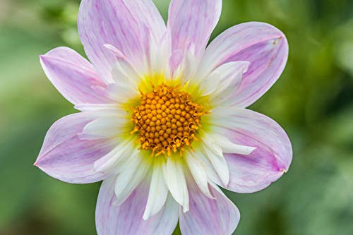 RubyShop724 50S-e-e-ds Dahlia Collarette Dandy Mix F-l-o-w-er S-e-e-ds