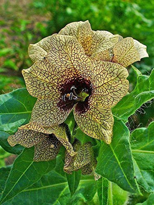 RubyShop724 200S-e-e-ds Black Henbane-Nightshade RubyShop724 200S-e-e-ds Black Henbane-Nightshade