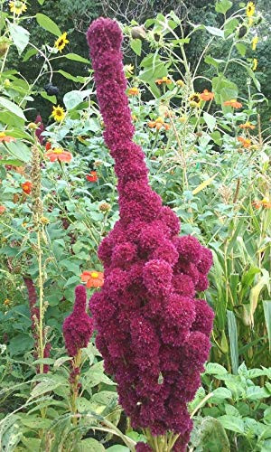 RubyShop724 100S-e-e-ds Elephant Head Amaranthus Gangeticus