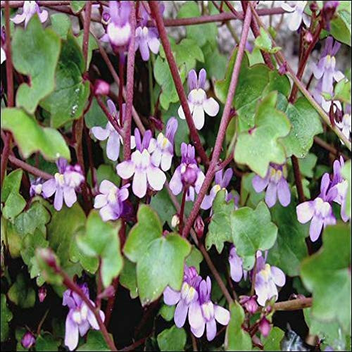 RubyShop724 Kenilworth Ivy S-e-EDS -Cymbalaria Muralis 200S-e-eds