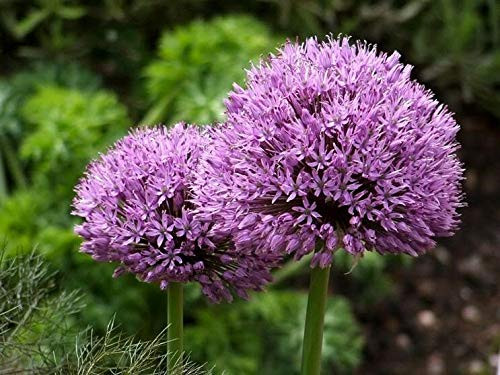 RubyShop724 25 Giant Allium Globemaster Allium Giganteum S-e-EDS