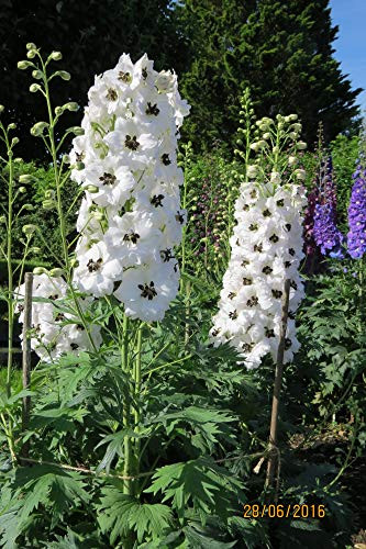 RubyShop724 25S-e-e-ds White Magic Fountains Dark Bee Delphinium F-l-o-w-er S-e-e-ds