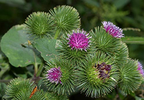RubyShop724 50S-e-e-ds Takinogawa Burdock S-e-e-ds- Arctium lappa
