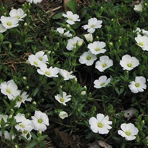 Arenaria Mountain Sandwort Groundcover S-e-e-ds -Arenaria Montana- 50 plusS-e-e-ds