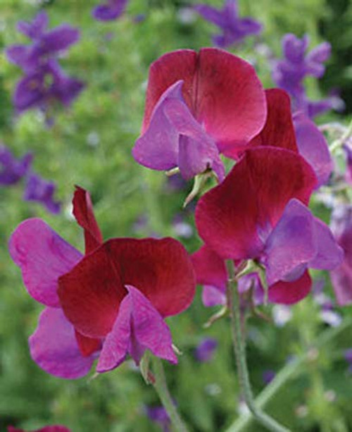 6S-e-e-ds Matucana Sweet Péa S-e-e-ds