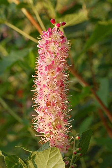 20S-e-e-ds Pink Summersweet Bush' Clethra Alnifolia Rosea Fragrant S-e-e-ds 20S-e-e-ds Pink Summersweet Bush' Clethra Alnifolia Rosea Fragrant S-e-e-ds