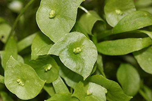 100S-e-e-ds Miner's Léttuce Winter Purslane Spinach Claytonia Perfoliata S-e-e-ds