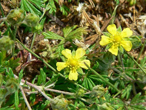 30S-e-e-ds Cinquefoil S-e-e-ds Potentilla recta Five Finger Gráss