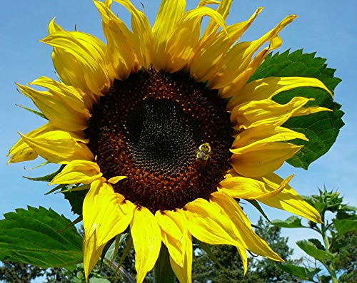 50S-e-e-ds Mammoth Black Russian Sunflower' S-e-e-ds 50S-e-e-ds Mammoth Black Russian Sunflower' S-e-e-ds