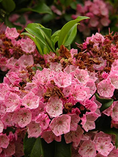 Mountain Laurel Shru'b Kalmia Latifolia 50S-e-e-ds