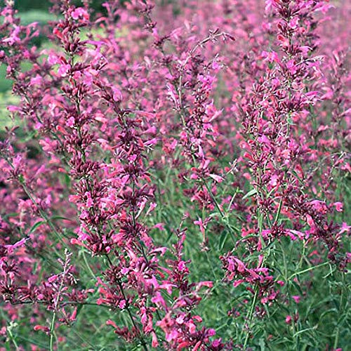 30S-e-e-ds Agastache Aurantiaca Mix S-e-e-ds