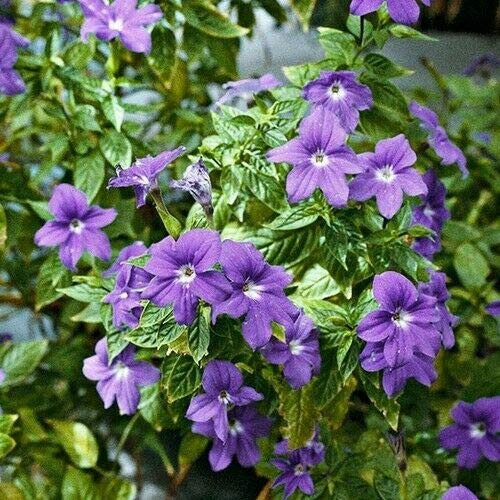 Browallia Bush' Violet S-e-e-ds -Browallia Americana- 100S-e-e-ds