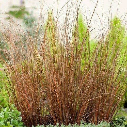 Carex Red Rooster Ornamental Gráss S-e-e-ds - Carex buchananii 20S-e-e-ds