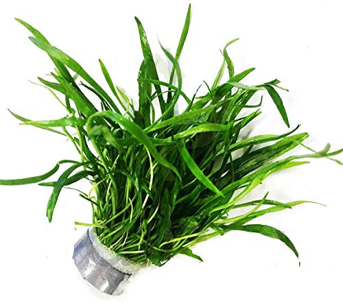 Brazillian Micro Sword Live Aquarium Freshwater Plants Decorations 3 Days Live Guaranteed by Mainam