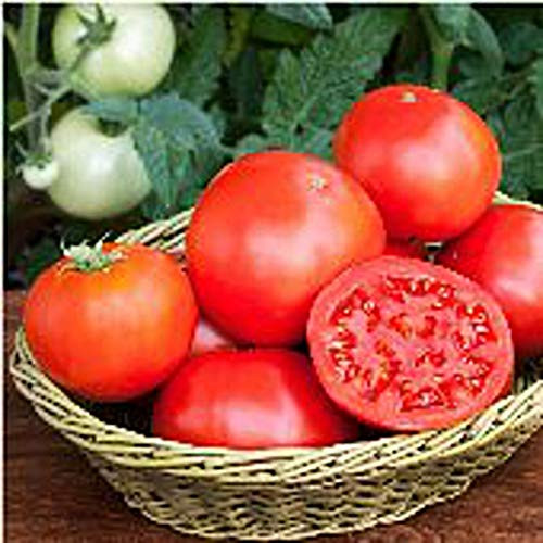B.ush Goliath Tomato - 25 S.eeds B.ush Goliath Tomato - 25 S.eeds