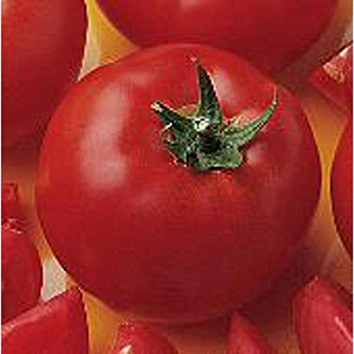 B.ush Early Girl Tomato - 25 S.eeds B.ush Early Girl Tomato - 25 S.eeds