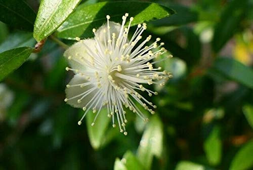 5S-e-eds Myrtus Communis Common Myrtle S-e-eds