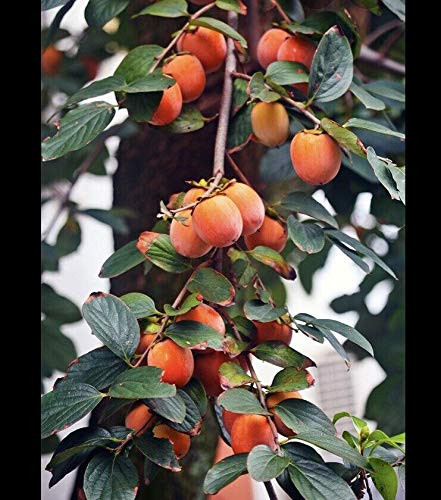 RubyShop724 10 American Persimmon Tr-e-e S-e-EDS