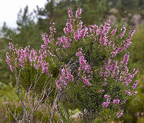 RubyShop724 100S-e-e-ds Scotch True Heather Scot's Purple Pink Calluna Vulgaris S-e-e-ds