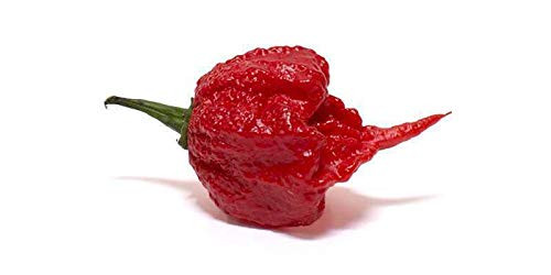 RubyShop724 100S-e-e-ds Red Carolina Reaper Pe'pper Semillas