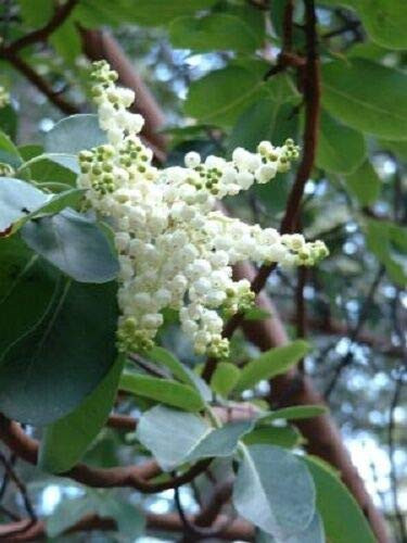 RubyShop724 10Se-e-ds Pacific Madrone Tr-ee Bearberry Red Arbutus Menziesii Oregon Laurel Se-e-ds