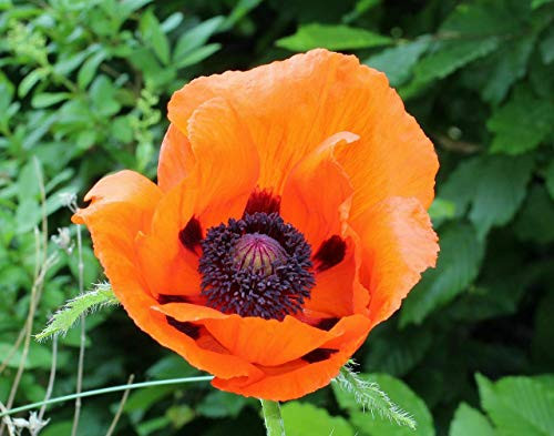 RubyShop724 100S-e-e-ds Prince of Orange Papaver F-l-o-w-er S-e-e-ds