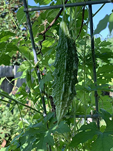 Gourd' S-e-e-ds - Indian Karela - Bitter Gourd' - Kakara Kaya-10S-e-e-ds