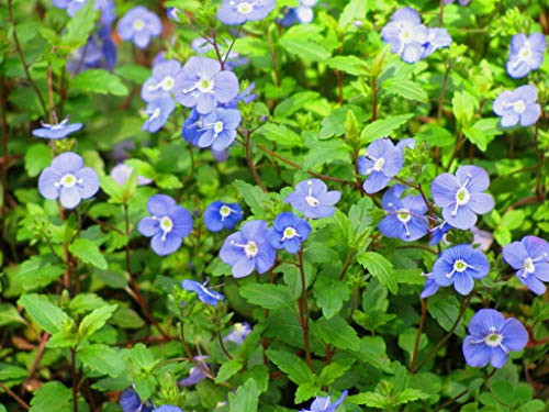 50S-e-e-ds Veronica Creeping Blue Speedwell S-e-e-ds