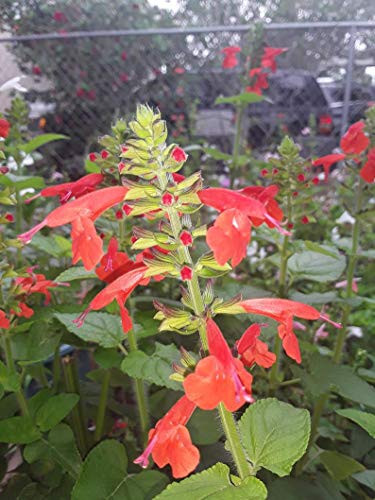 50S-e-e-ds Texas Salvia Coccinea Mix S-e-e-ds