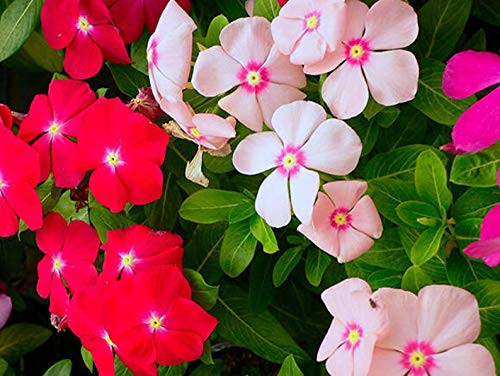 50S-e-e-ds Madagascar Periwinkle S-e-e-ds Vinca rosea S-e-e-ds