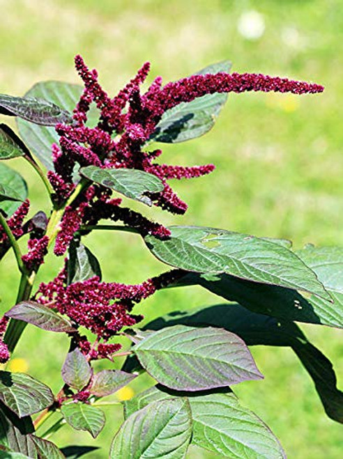 250S-e-e-ds Burgundy Amarantus Hypochondriacus Amaranth Grain S-e-e-ds
