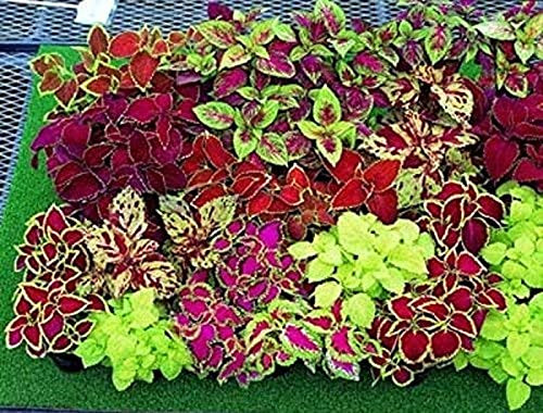 Coleus blumei Rainbow Mix 250 S-e-e-ds