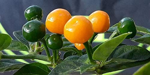LGKO 25 Fresh Super-Hot Ají Charapita Premium Pepper S-e-e-d-s