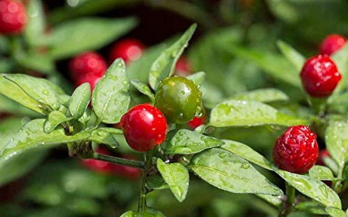 LGKO 25 Fresh Super-Hot Chiltepin -Tepin Premium Pepper S-e-e-d-s