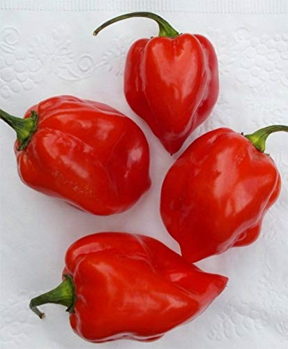 LGKO 15 Premium Super-Hot Caribbean Red Habanero Pepper S-e-e-d-s-A
