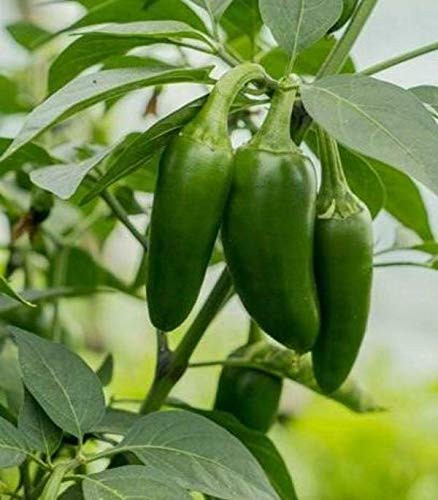 LGKO 25 Fresh Hand Selected Early Jalapeno Premium Pepper S-e-e-d-s-A
