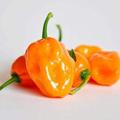 LGKO 25 Fresh Super-Hot Habanero Orange Premium Pepper S-e-e-d-s