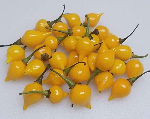LGKO 10 Fresh Hand Selected Biquinho Yellow Premium Pepper S-e-e-d-s