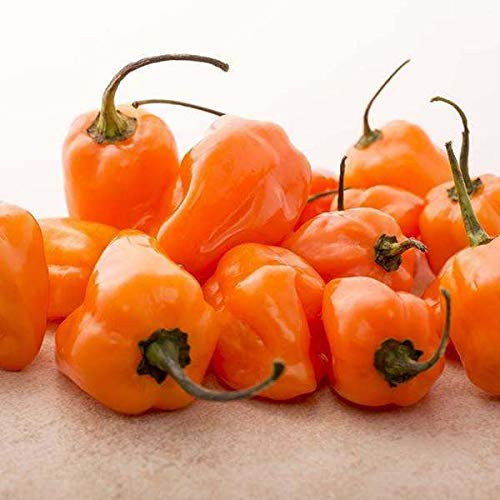 LGKO 15 Premium Super-Hot Habanero Orange Pepper S-e-e-d-s-A