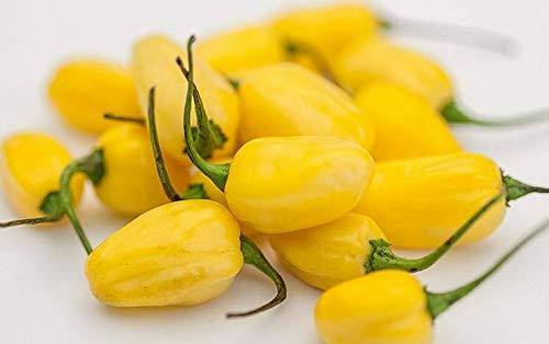 LGKO 25 Fresh Hand Selected Super-Hot Cumari do para Premium Pepper S-e-e-d-s-A