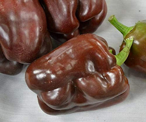 LGKO 25 Premium Fresh Hand Selected Sweet Chocolate Beauty Bell Pepper S-e-e-d-s-A