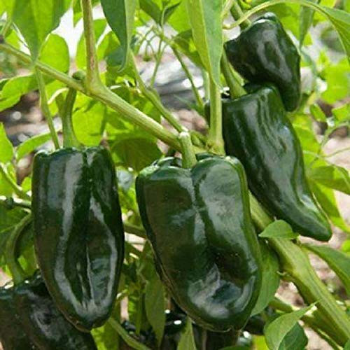 LGKO 25 Fresh Hand Selected Ancho Poblano Premium Pepper S-e-e-d-s-S