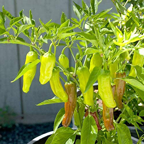 LGKO 25 Fresh Select Italian Pepperoncini Premium Pepper S-e-e-d-s-A