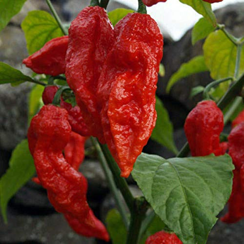LGKO 25 Fresh Super-Hot Ghost Bhut Jolokia Red Premium Pepper S-e-e-d-s LGKO 25 Fresh Super-Hot Ghost Bhut Jolokia Red Premium Pepper S-e-e-d-s