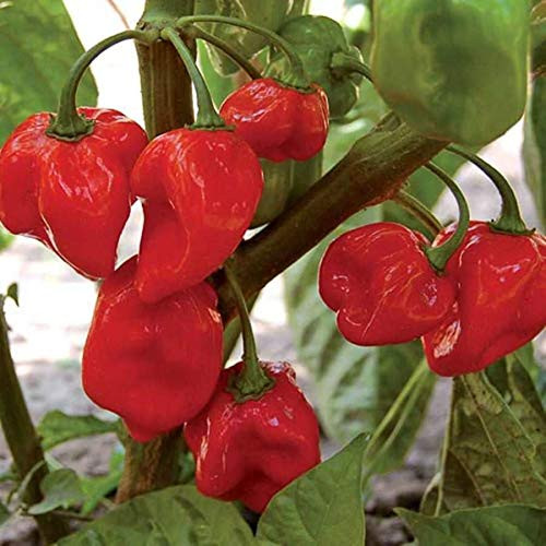 LGKO 25 Fresh Super-Hot Caribbean Red Habanero Premium Pepper S-e-e-d-s-A