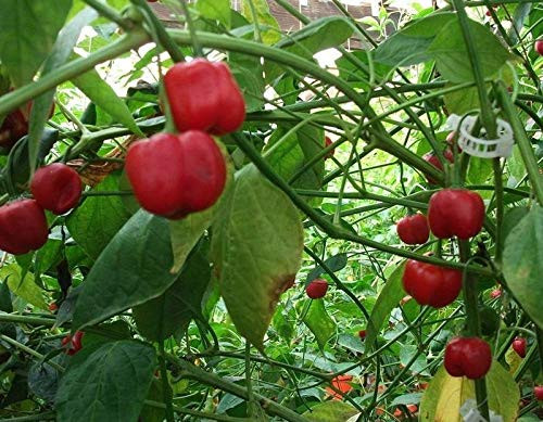 LGKO 25 Rare Spicy-Sweet Pepperdew Premium Pepper S-e-e-d-s-A