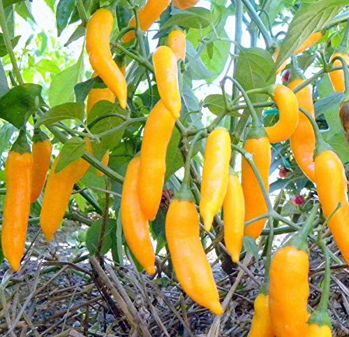 LGKO 20 Very Rare Fresh Aji Orange Drop Premium Pepper S-e-e-d-s-A