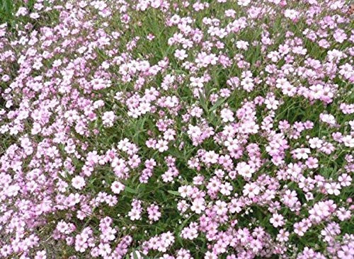 LGKO Babys Breath S-e-e-d-s Creeping Rose Ground Cover S-e-e-d-s Heirloom Perennial 75ct LGKO Babys Breath S-e-e-d-s Creeping Rose Ground Cover S-e-e-d-s Heirloom Perennial 75ct